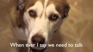 Bailey the Talking Dog