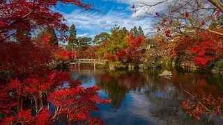 New Nature Whatsapp Status | Japan In 4k | Whatsapp Status