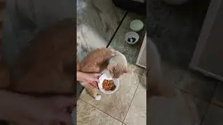 Whiskas vs Felix vs Purino