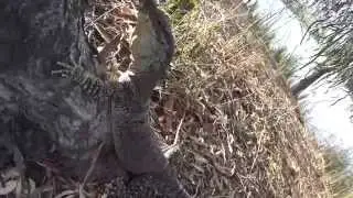 Big Goanna Lace Monitor Lizards climbing trees in the Australian Outback.