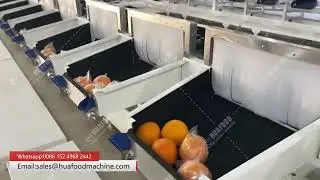 Citrus Orange Weight Sorting Machine with Multi-Level Precision Grading