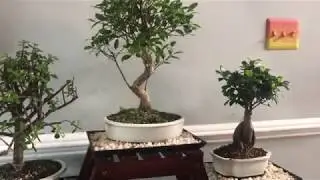 Bonsai Plant Stand