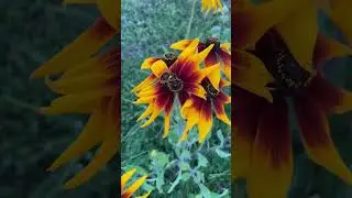 Ох уж эти ромашки #flowers #love #сад #цветы #ромашки #садовод #garden #природа #naturesounds#nature
