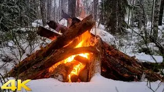 Fireplace & Campfire in Snowy Forest for Deep Sleep | Real Fire (4K Live)