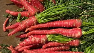 Aaj khet me jakar aate hain 