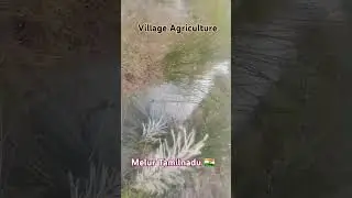 Beautiful Village Melur Tamilnadu India 🇮🇳 &hearts;