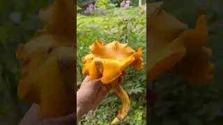 Гриб-фонарь Джека 🎃 #выживание #собирательство #гриб