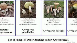 Fungus of Order Boletales Family Gyroporaceae