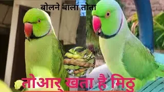 Tota ajj bahut mast karta #parrot #birds #tota #trending 