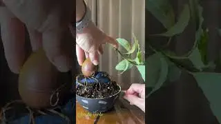 C&oacute;mo iniciar un &aacute;rbol bons&aacute;i de aguacate🥑How To Start An Avocado Bonsai Tree#plantas#plants#bonsai