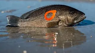 World&rsquo;s Biggest Fish Ever Caught on Camera | Giant Sea Monster Shocks Fishermen