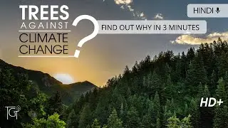 Trees and plant advantages and their role against climate change| The Green Thumb