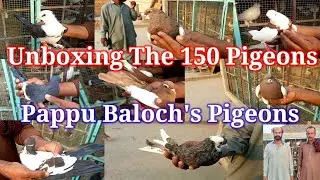 Unboxing The 150 pigeons || pappu Baloch,s Pigeons