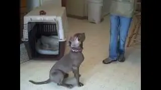 Puppy Steps Training SANDY