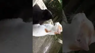 #rain #catlover #catvideos #cutecat #cococat #popo #fypage #foryou #meow