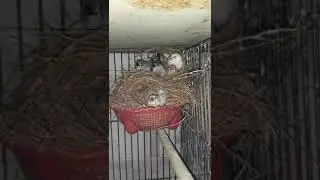 Cute Finch Family Sleeping Time - Zebra Finch - Finch's Dairy