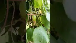 kiwi fruit plantation in Pakistan|Kiwi plant Kaisa HOTA he|Kiwi in Pakistan|kiwi orchard cultivation