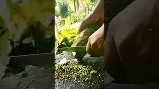 jack fruit cutting 🔪🔥 ASMR video | 2024 @CutandFeel