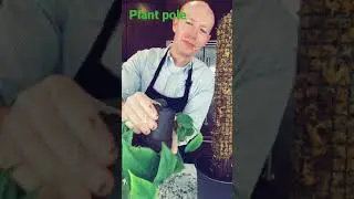 PLANT POLE #short #gardening #tips #shortyoutubevideo