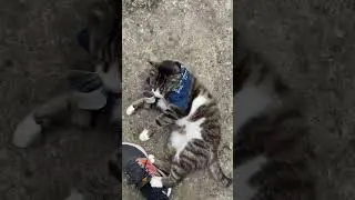 Digritsu, Cat from 2mai, Romania. Motorbike travel, June 2023. Keti & Dani.