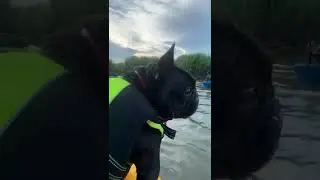 Booker the bulldog kayaking and swimming. #kayak #dogswhokayak #adventuredog #frenchbulldog #dogs