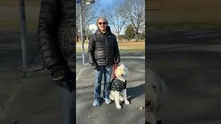 Reactive Dog to Calm Companion | Roberta & Gracie&rsquo;s 200% Review (Dog Training Elite Springfield)