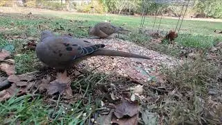 Mourning Doves | Feeding on the Ground | Preview (HD)