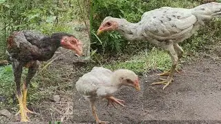 Memantau perkembangan ayam bangkok rawatan full umbaran