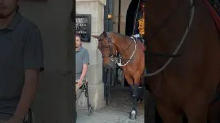 GUARDS KIND ACT ✨💂 | Horse Guards, Royal guard, Kings Guard, Horse, London, 2024