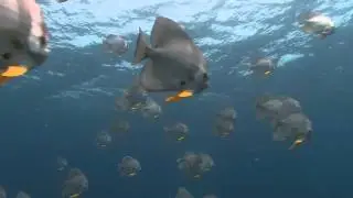 Underwater Stock Footage