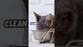 Why You Should Clean Your Cat's Water Bowl Daily!