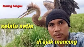 Cangak ulo//dua burung bangau ini selalu menemani tuanya mancing@Bayhaqi Petualang