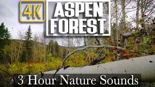 4K - 3 HR - Relaxing Montana Aspen Trees in Wind - Forest Nature For Sleep and Calm ASMR Ambience