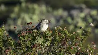 Cactus Wren Calling on a beautiful winter morning