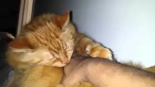 Cat enjoying back scratch