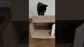 kitty cat plays with his new box
