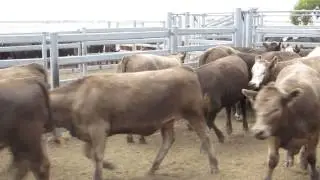 Woonallee Simm Angus Grey Hfrs