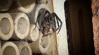 Tube Web Spider vs Orb Weaver