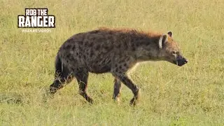 Predators On The Plains | Lalashe Mara Ripoi Safari