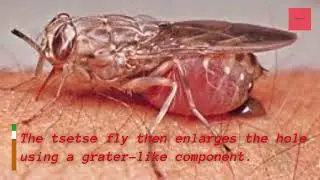 6 Interesting Facts about Tsetse Flies, Unique facts you don't know yet&hellip;