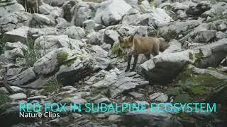 Red Fox in Subalpine Ecosystem