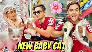 SURPRISE FOR NEW CAT 🐈 AMMI GUSSA HO GAI😡HOOR KI BHEN A GAI😁