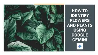 How to identify flowers and plants using Google Gemini on your phone