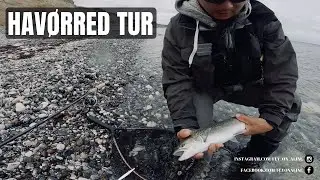 Havørred tur | Djursland