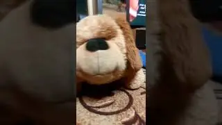 Кот и собака