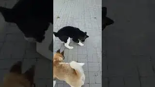 20.04.23 кото-акита's #akitapuppy #американскаяакита #americanakita #akita #puppy #dog #akitapuppy