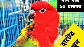 BIGGEST PET WHOLESALE MARKET IN INDIA EXOTIC BIRDS / Dogs / fish market #pets #wholesale #christmas 