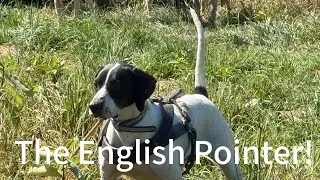 The English Pointer! 