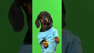 #DachshundComedy #FunnyDogs #DogAntics #DancingDog #PetLovers #SockThief #PetHumor #DogLovers