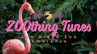 Beautiful Flamingo Watering Hole Ambiance to Relax/Study To | San Diego Zoo ZOOthing Tunes LoFi
